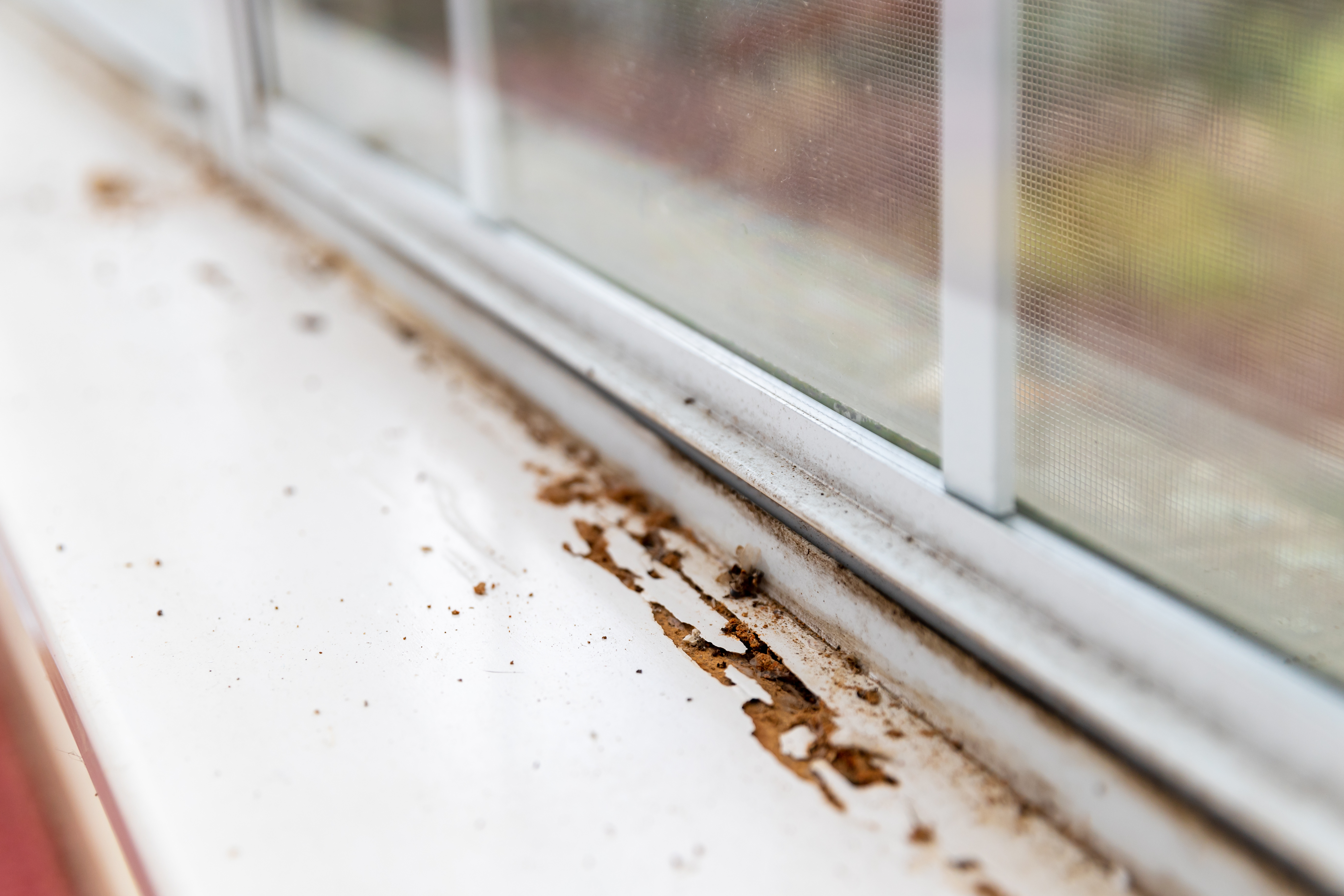 Are Termite Inspections Worth It in Southern US?