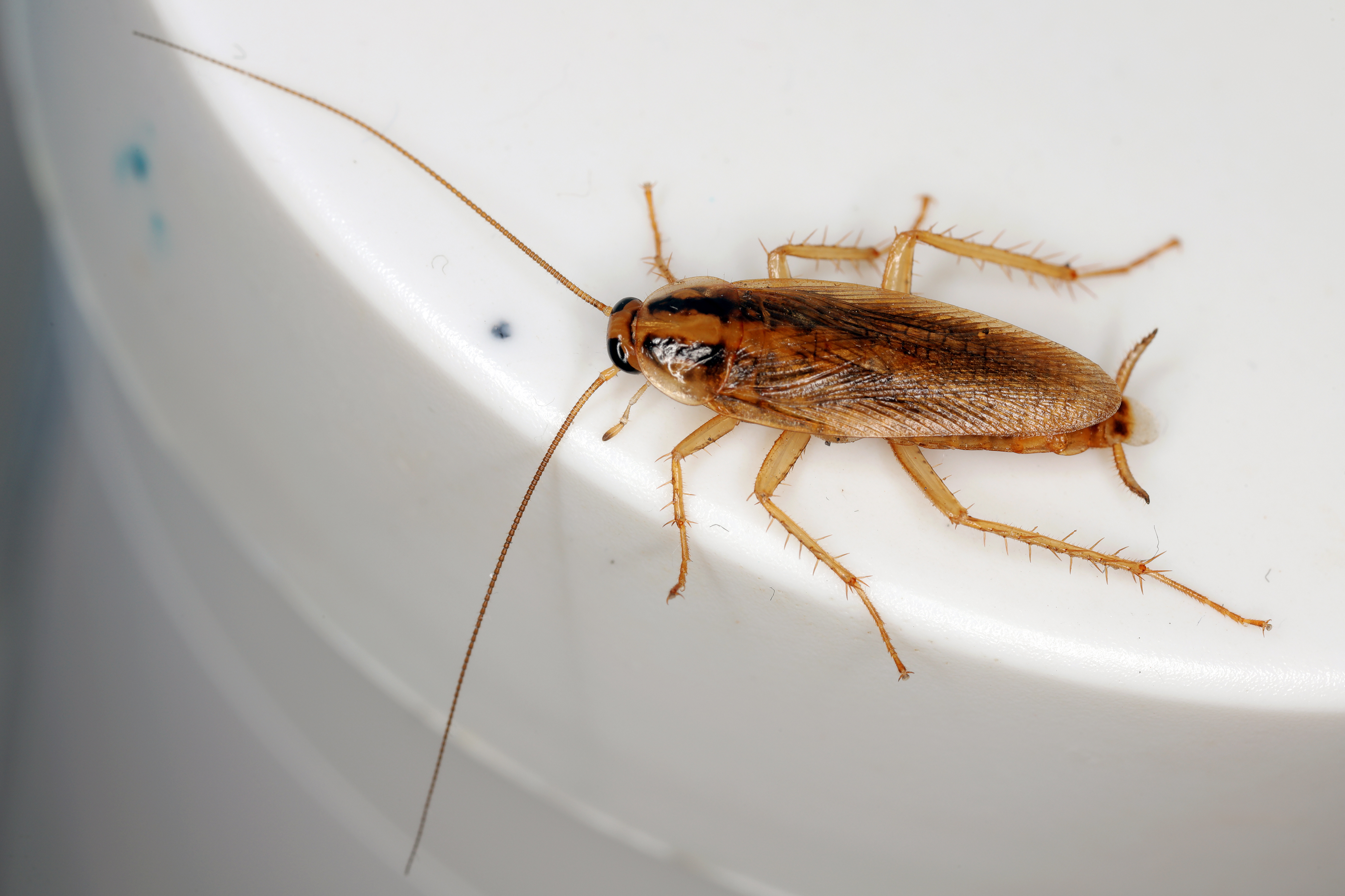 How to Get Rid of German Cockroaches (and Why They Keep Coming Back)