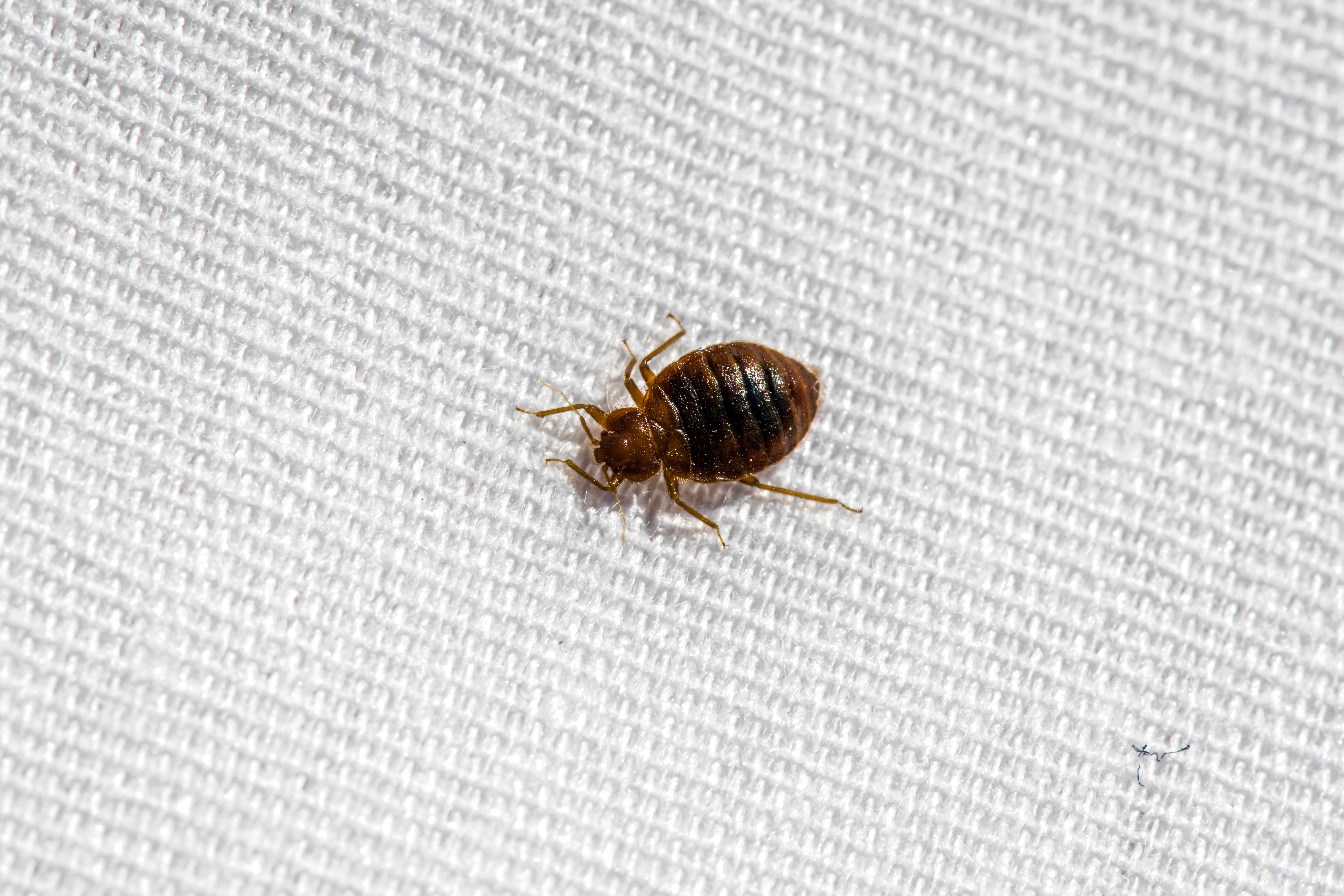 Pest Control and Bed Bugs: The Complete Guide to Detection, Treatment, and Prevention in 2026