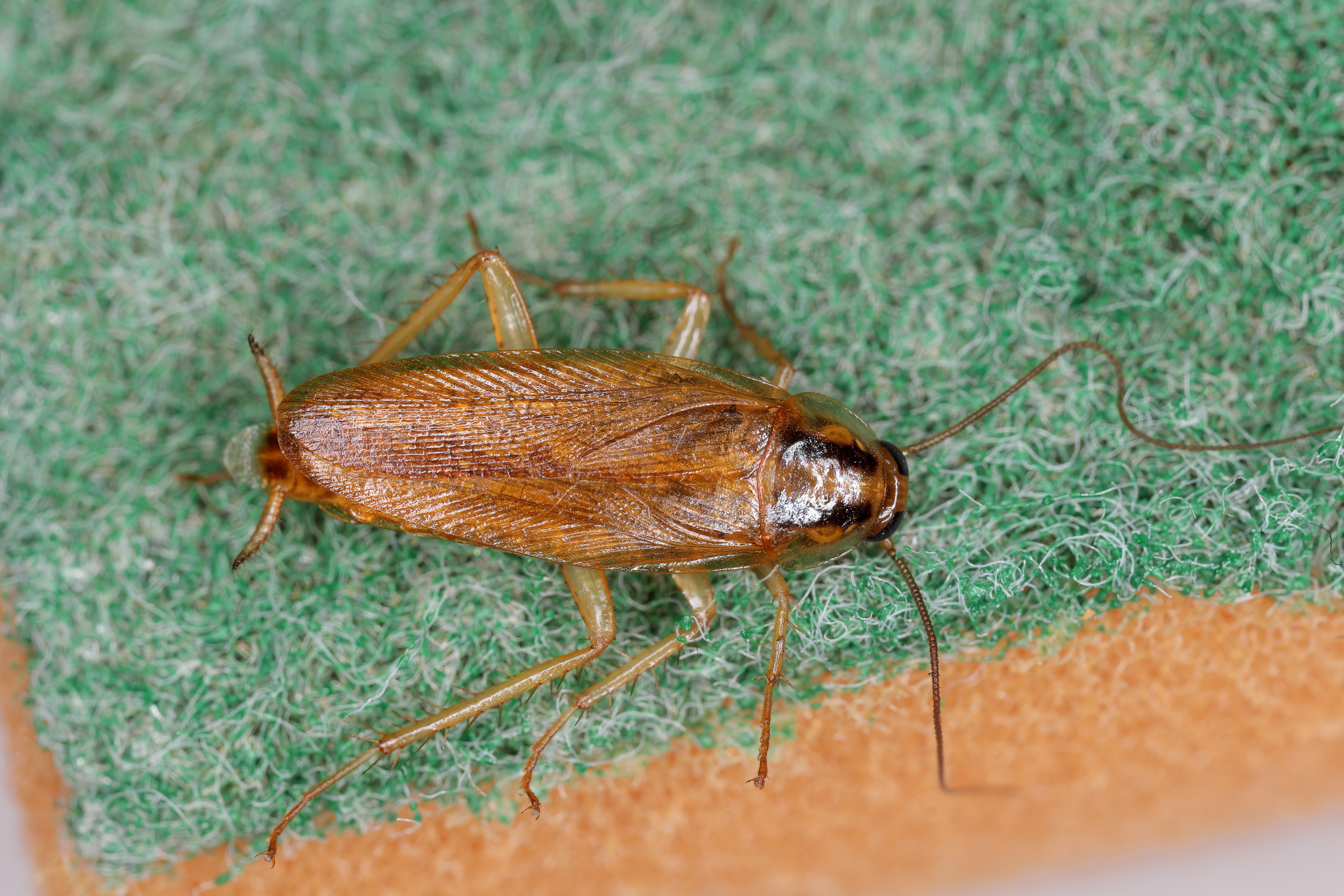 German Cockroach Infestation in Texas: Signs, Risks, and How to Get Rid of Them Fast