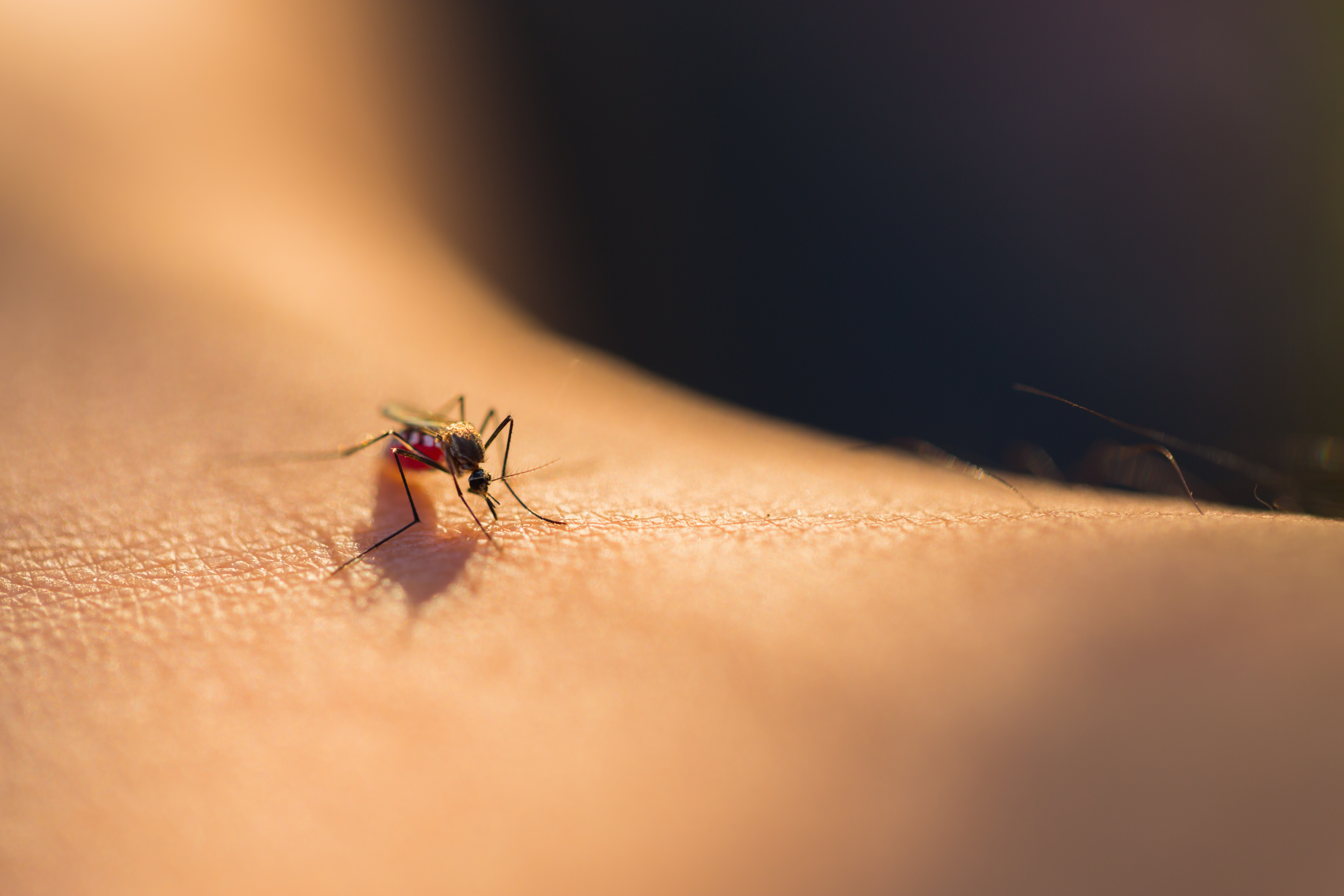 How to Get Rid of Mosquitoes in Your Yard (and Keep Them From Coming Back)