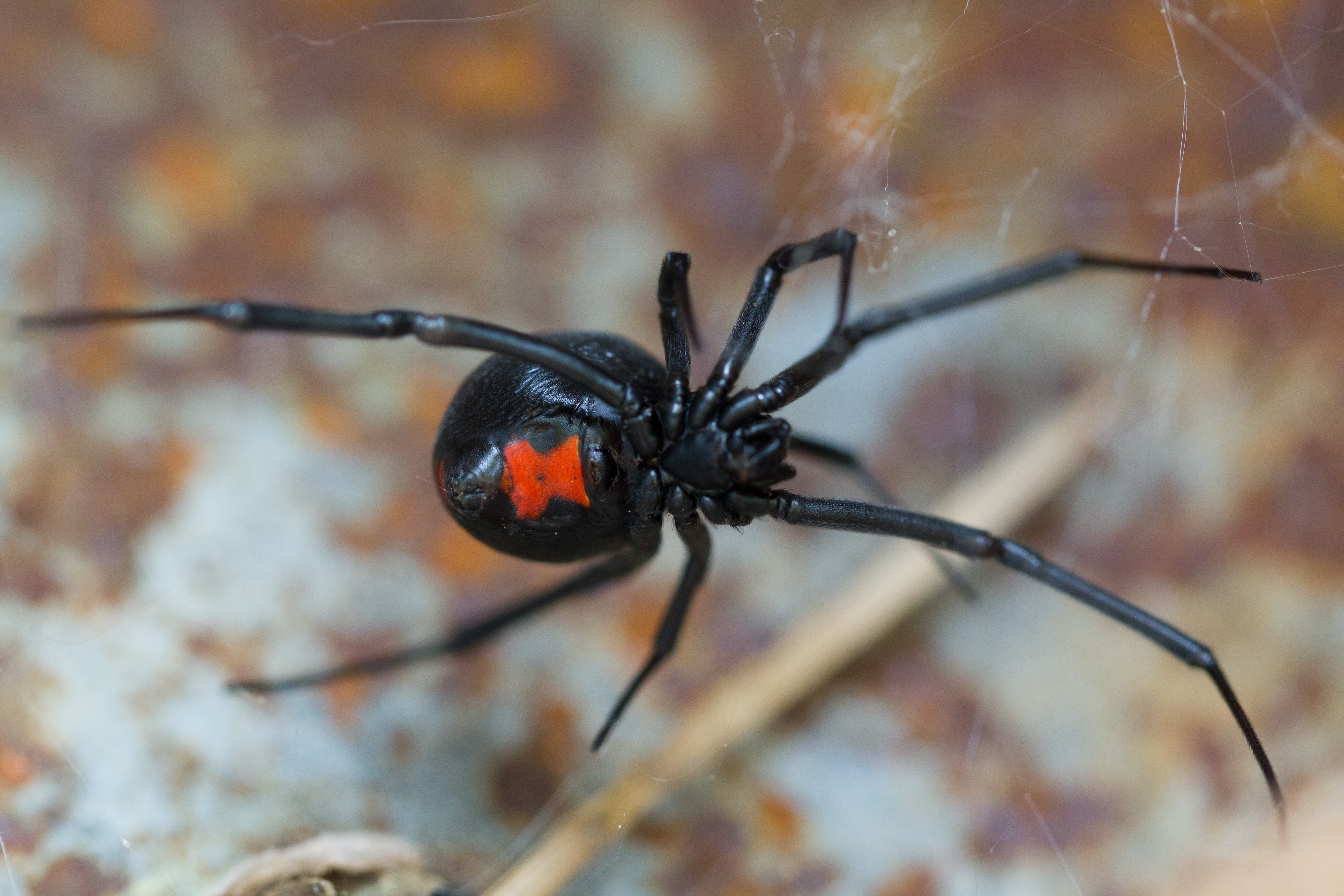 Dangerous House Spiders in the South: How to Identify the Two That Matter