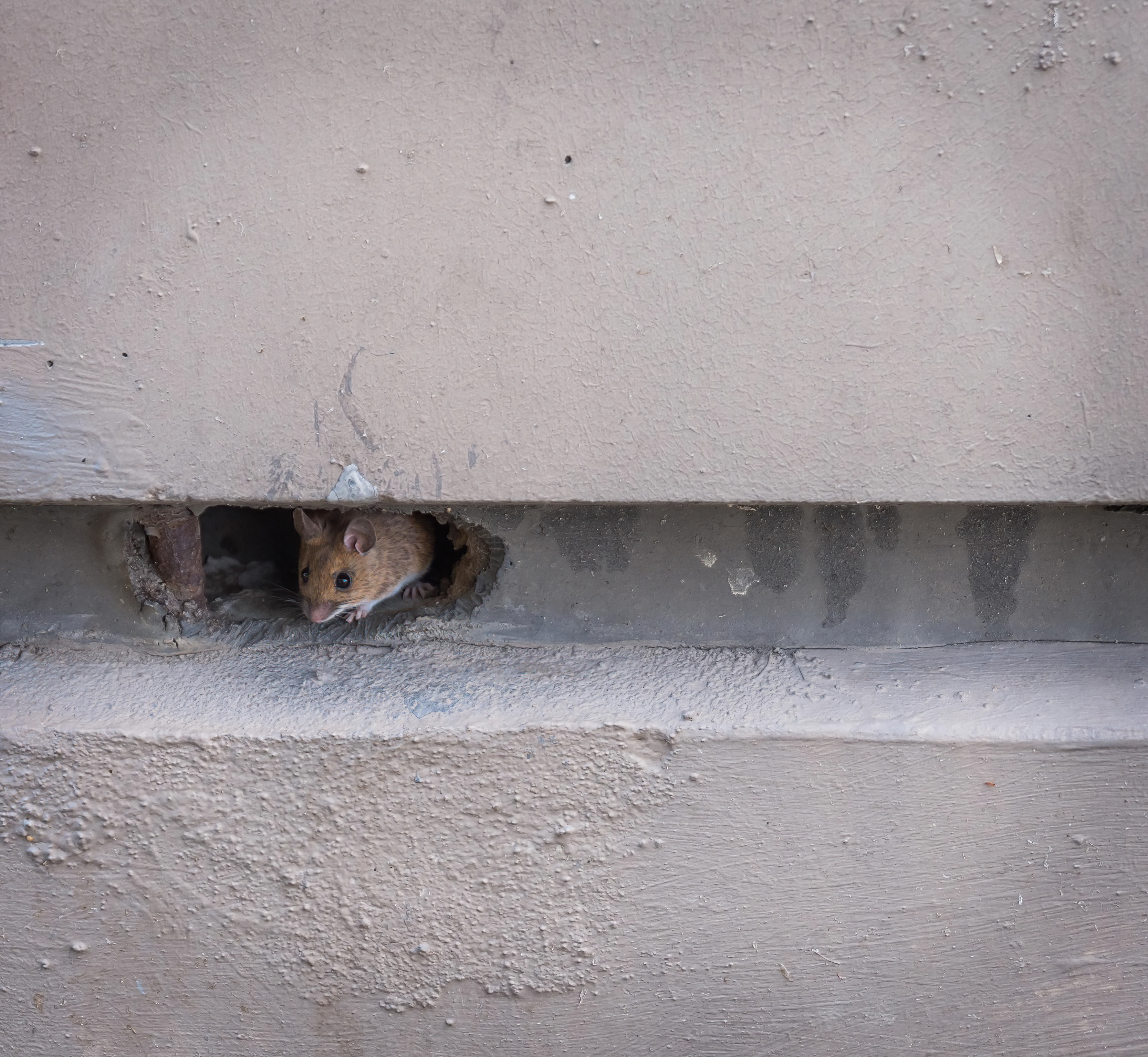 Mice in the Walls? Signs, Entry Points, Removal Costs, and the Fix That Lasts